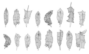 çizilmiş tüyler kümesi