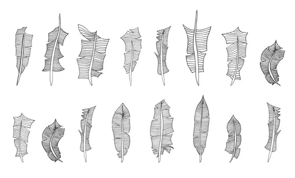 Set of hand-drawn feathers