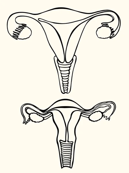 Coppa genitali interni delle donne — Vettoriale Stock