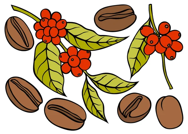 Кофейная ветвь с листьями и ягодами . — стоковый вектор