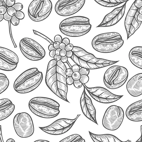 Листья и плоды кофе — стоковый вектор