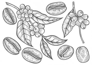 kahve dalı illüstrasyonu