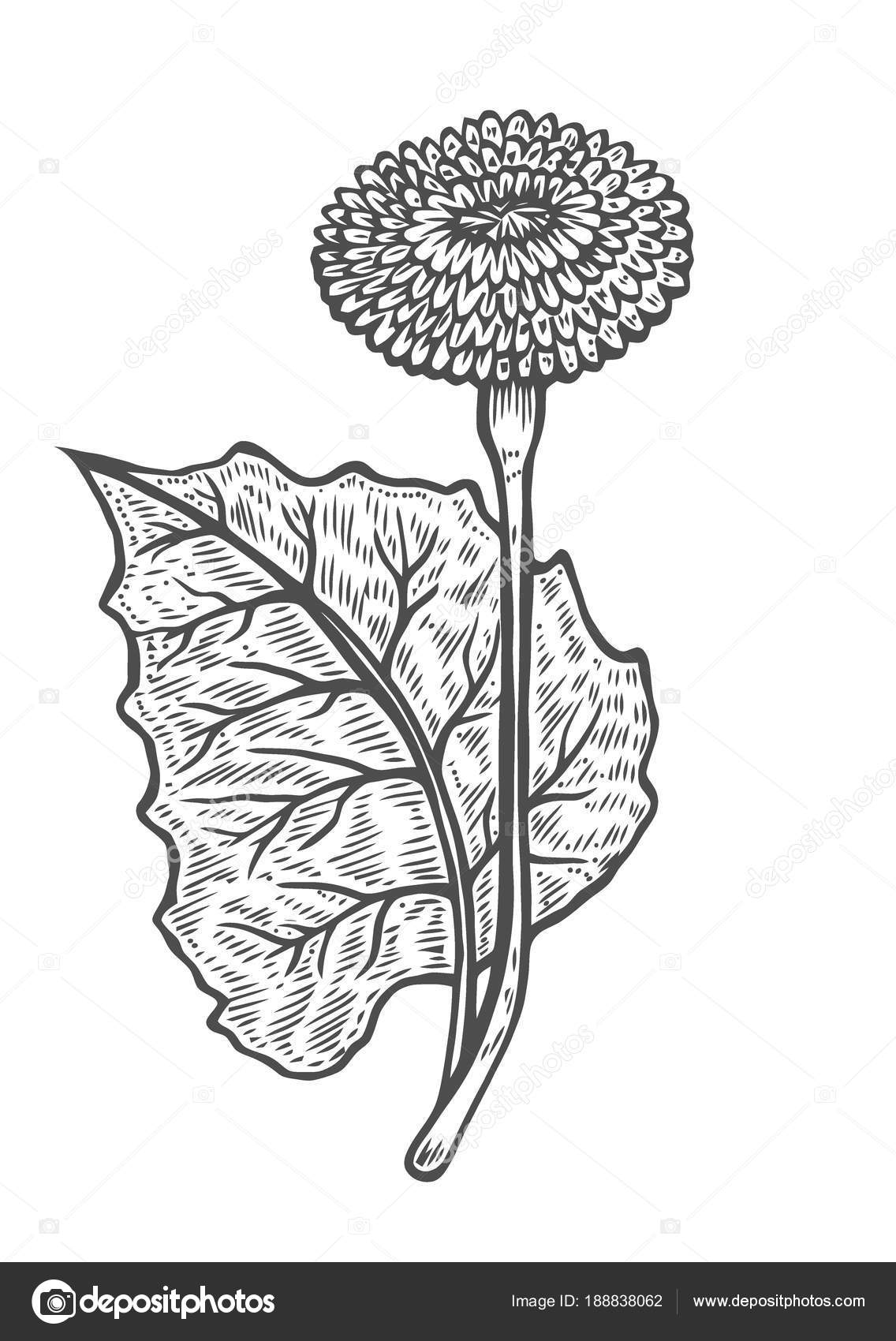 malvorlagen heilpflanzen Coloring and Malvorlagan