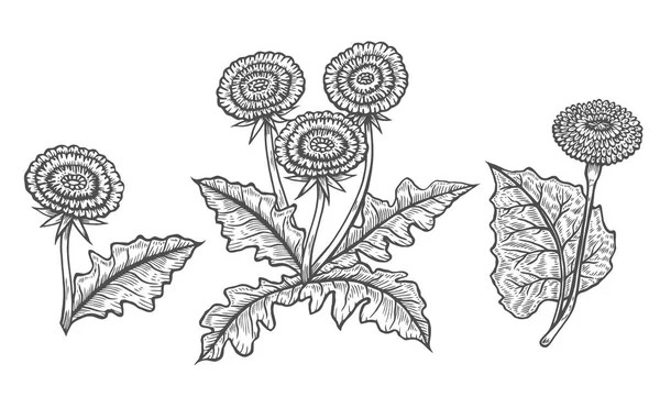 薬用植物のベクトル画像. — ストックベクタ