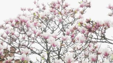 pembe ve beyaz çiçekler