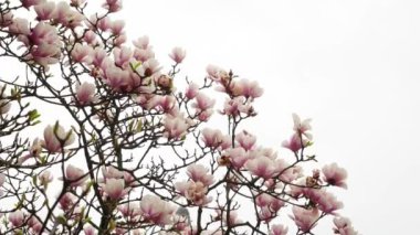 Güzel Manolya pembe çiçekli