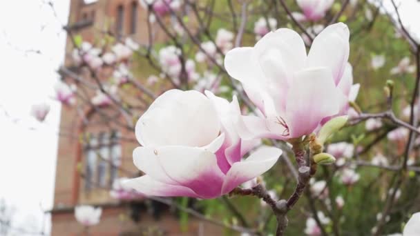 Tag der Magnolienblüte. — Stockvideo
