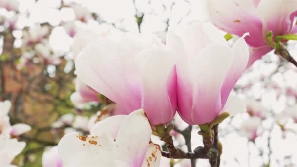 Розовые и белые цветы — стоковое видео