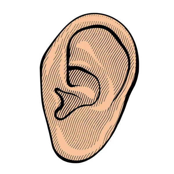 Human ear in retro — Stock Vector