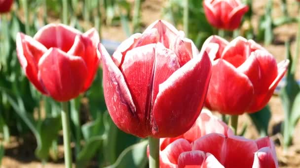 Campo de tulipas vermelhas. — Vídeo de Stock