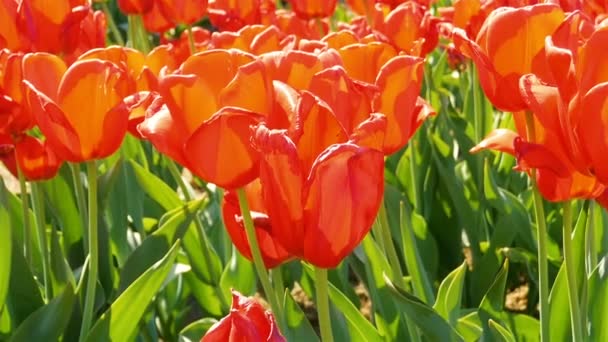 Campo de tulipas vermelhas. — Vídeo de Stock