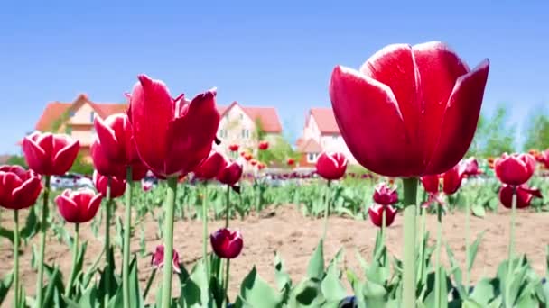 Campo de flores de tulipas vermelhas — Vídeo de Stock