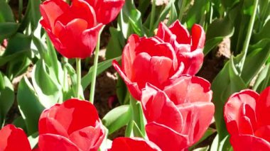 Kırmızı laleler tarlası.