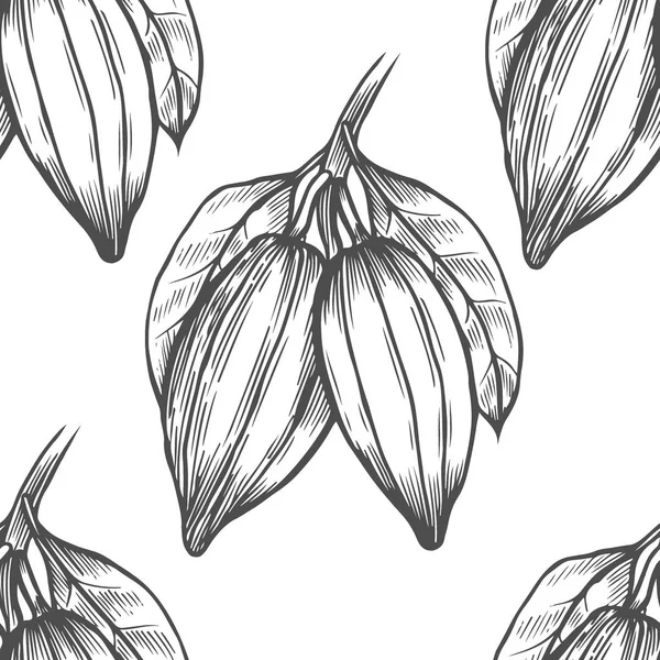 Illustration vectorielle du cacao — Image vectorielle