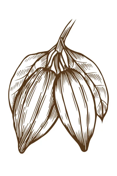 Illustrazione del cacao disegno — Vettoriale Stock