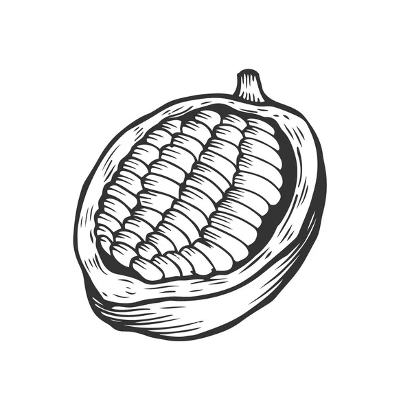 Illustration de fèves de cacao — Image vectorielle