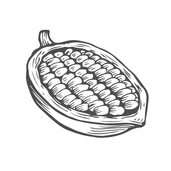 カカオ豆の図 — ストックベクタ