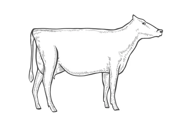 Graver vache vecteur — Image vectorielle