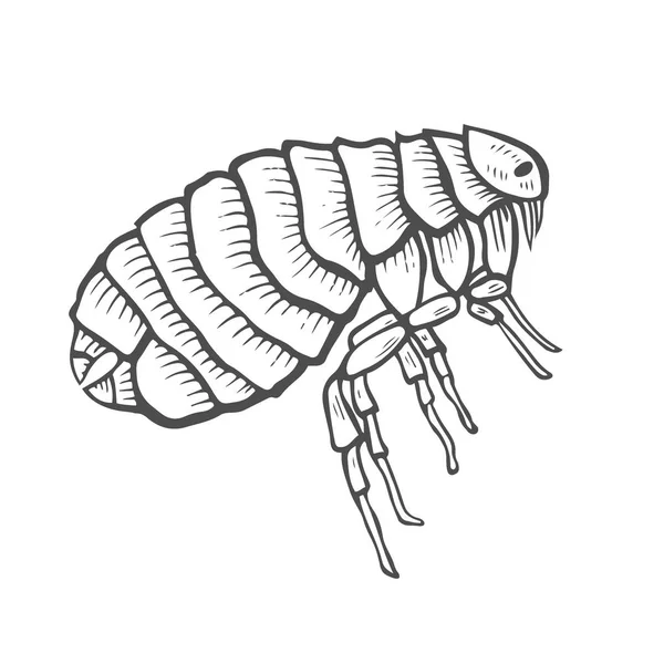 Vlo insect-parasiet — Stockvector