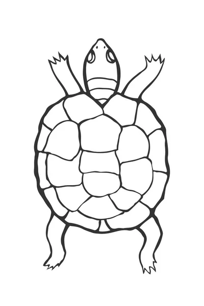 Hand drawn tortoise — Stock Vector