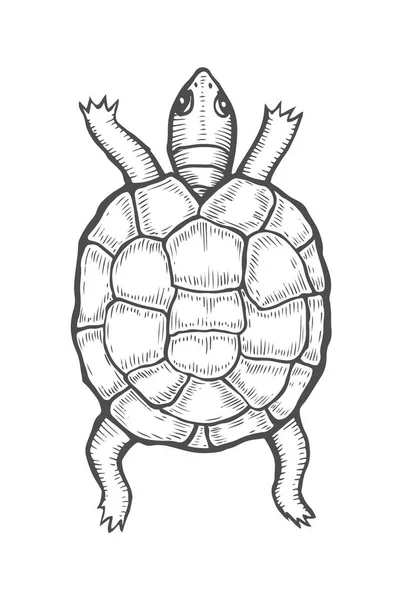 Deniz kaplumbağası çizimi — Stok Vektör