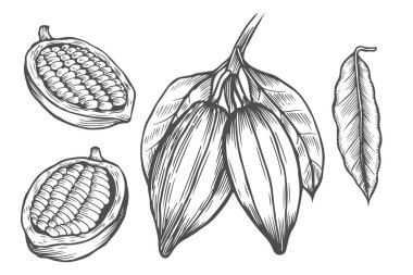 Kakao superfood set çizim vektör. İllüstrasyon izole el beyaz zemin üzerine çekilmiş. Organik sağlıklı gıda. Büyük afiş, poster, etiket için