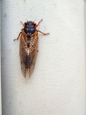 ağustosböceği on yedi yıl