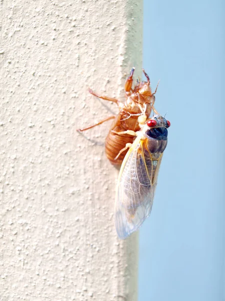 Cicade molted zeventien jaar - nieuw — Stockfoto
