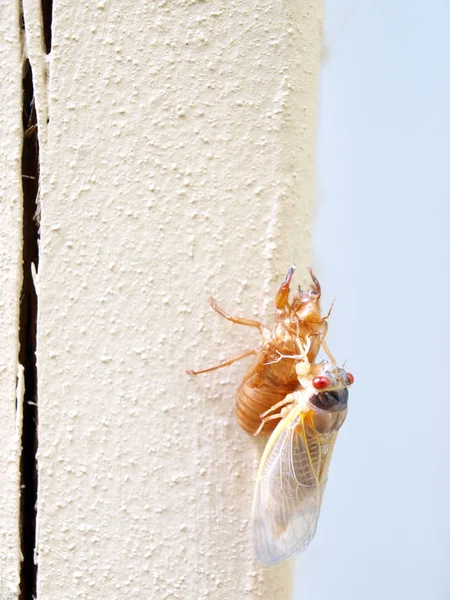 Cicada seventeen year - newly molted — Stock Photo, Image