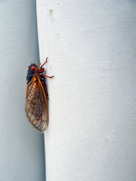 Cicada seventeen year — Stock Photo, Image