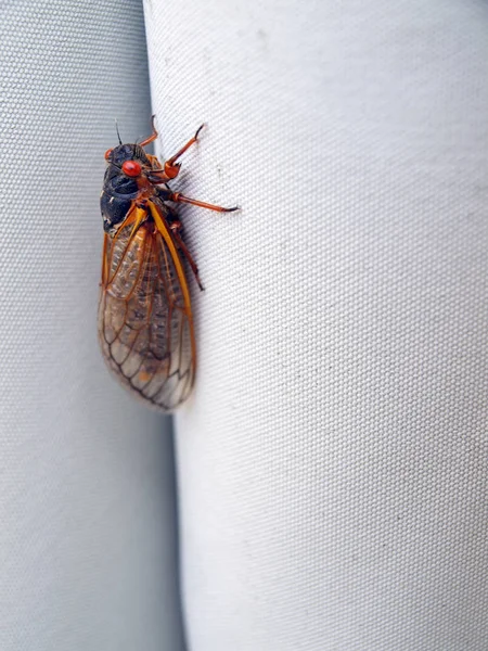 Cicada seventeen year — Stock Photo, Image