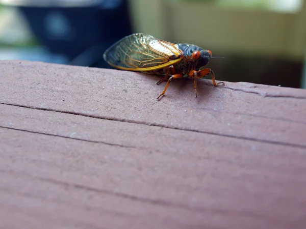 Cicada сімнадцять рік — стокове фото