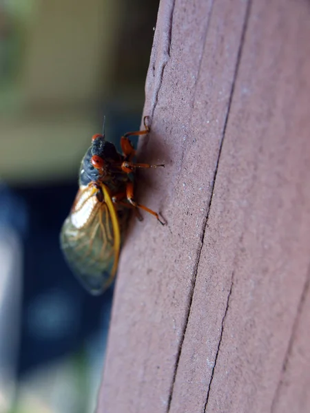 Cicada сімнадцять рік — стокове фото