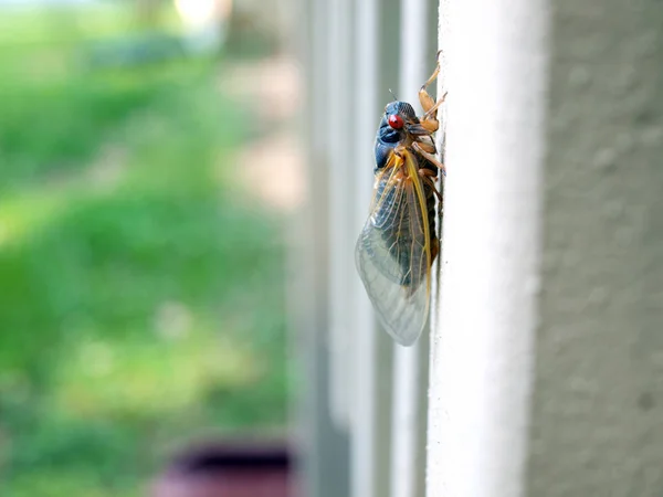 Cicada сімнадцять рік — стокове фото