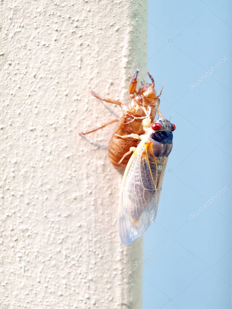 cicada seventeen year - newly molted