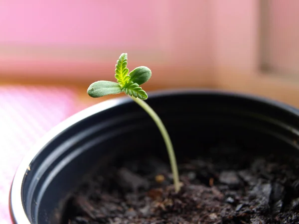 Seedling02 φυτό της κάνναβης — Φωτογραφία Αρχείου