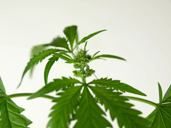 Plantas de cannabis minibuds — Fotografia de Stock