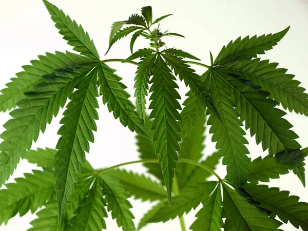 Folhas de plantas de cannabis — Fotografia de Stock