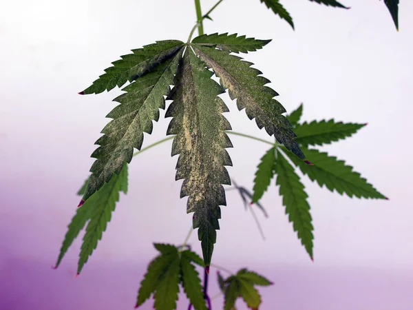 Pólen de folha de cannabis coberto — Fotografia de Stock