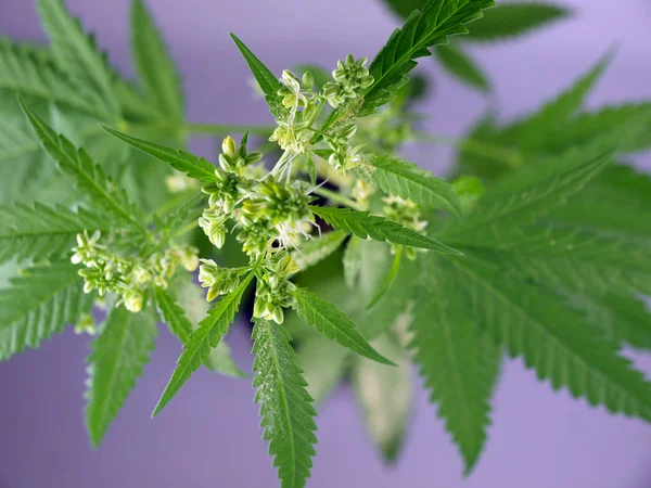 Cannabis plant pollen sacs — Stock Photo, Image
