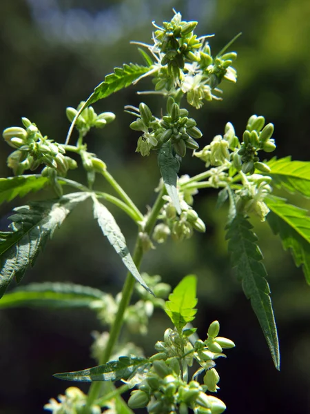 Sacos de pólen de cannabis planta — Fotografia de Stock