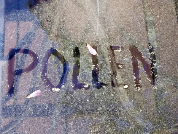 Pollen — Stock Photo, Image