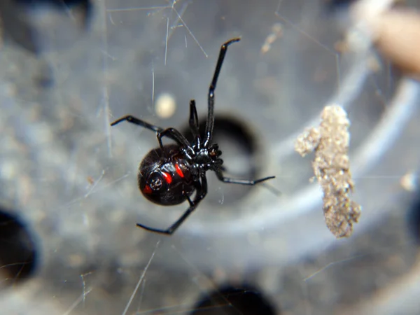 Uma Aranha Viúva Negra Dentro Vaso Flores Preto Vazio — Fotografia de Stock