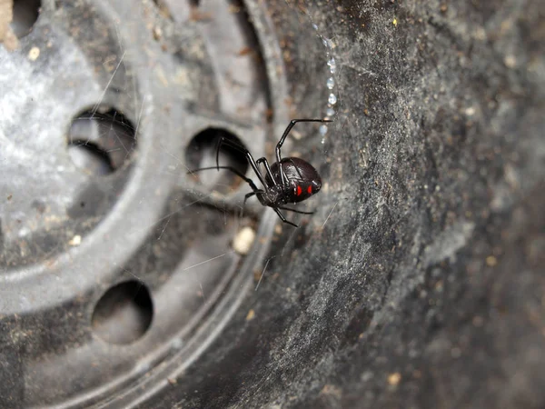 a black widow spider inside a empty black flower pot