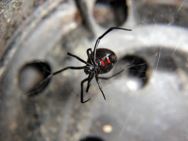 a black widow spider inside a empty black flower pot