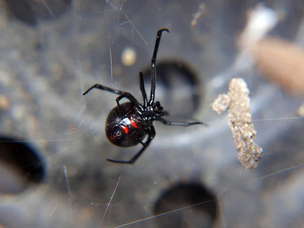 Una Araña Viuda Negra Dentro Una Maceta Negra Vacía — Foto de Stock