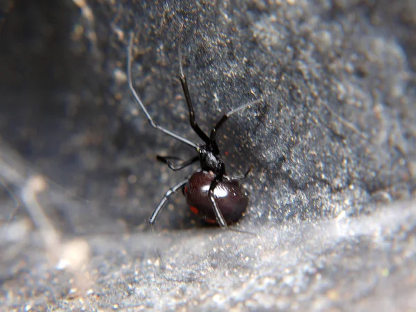 a black widow spider inside a empty black flower pot