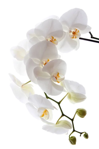 White orchid on white blackbackground — Stock Photo, Image