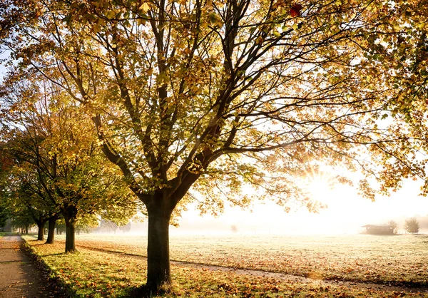 Herbstbäume mit herrlichem Sonnenaufgang — Stockfoto