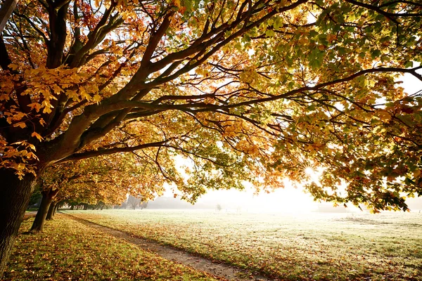 Herbst Herbst im Morgenlicht — Stockfoto